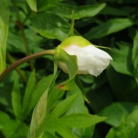 Paeonia 'Late Windflower'